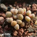 Adromischus 98 Eggs