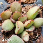Adromischus Small leaf spirit stone