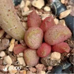 Adromischus White Eggs With Red Edges #74