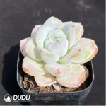 Echeveria Star Snow