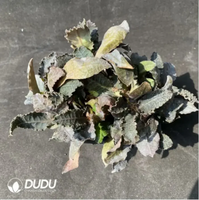 Euphorbia-francoisii - Image 1