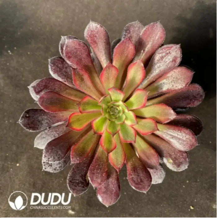 1-188.webp Crassula Ovata Gollum - Image 1