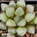 Haworthia Xiangyun Ke