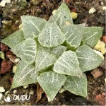 Haworthia Mangekyou (Kaleidoscope)