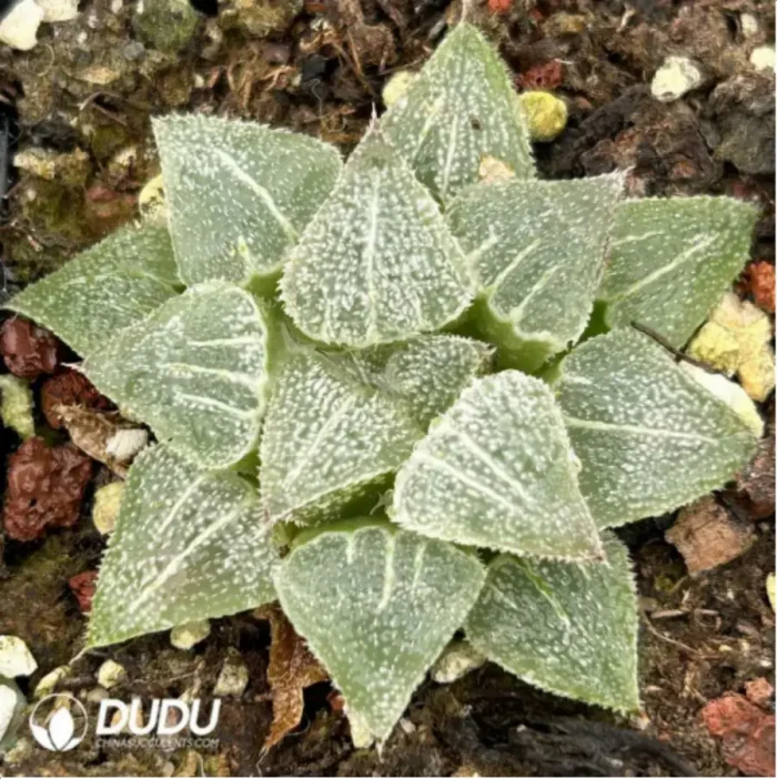 1-1883.webp Haworthia Mangekyou (Kaleidoscope) - Image 1
