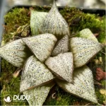 Haworthia Magnifica Haihua