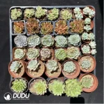 DUDU Collocation-1042