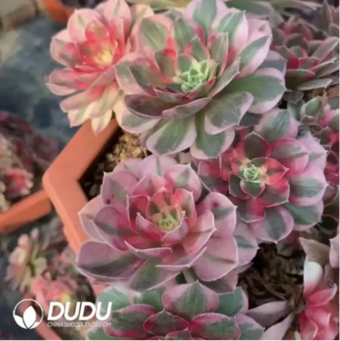 1-189.webp Aeonium Paradise Lost Clusering - Image 1