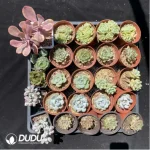 DUDU Collocation-1038