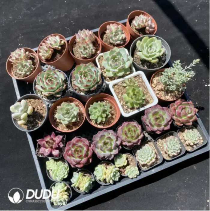 DUDU Collocation-1036 - Image 1