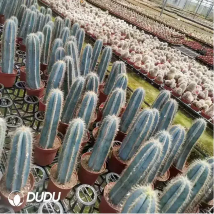 1-1898.webp Cactus-Pilosocereus pachycladus - Image 1