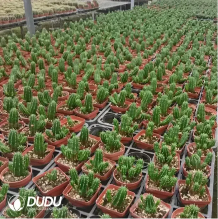 Euphorbia-Enopla - Image 1