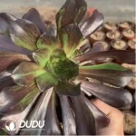 Aeonium Red Sun Clustering