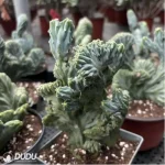 Cactus-MyrtilloCactus-Geometrizans Cristata