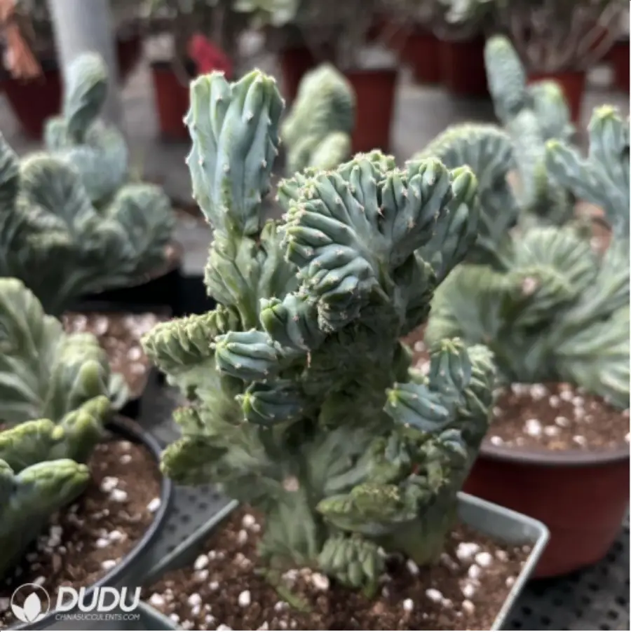 1-1910.webp Cactus-MyrtilloCactus-Geometrizans Cristata - Image 1