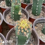 Mammillaria Huge humboldtii Ehrenb Clustering