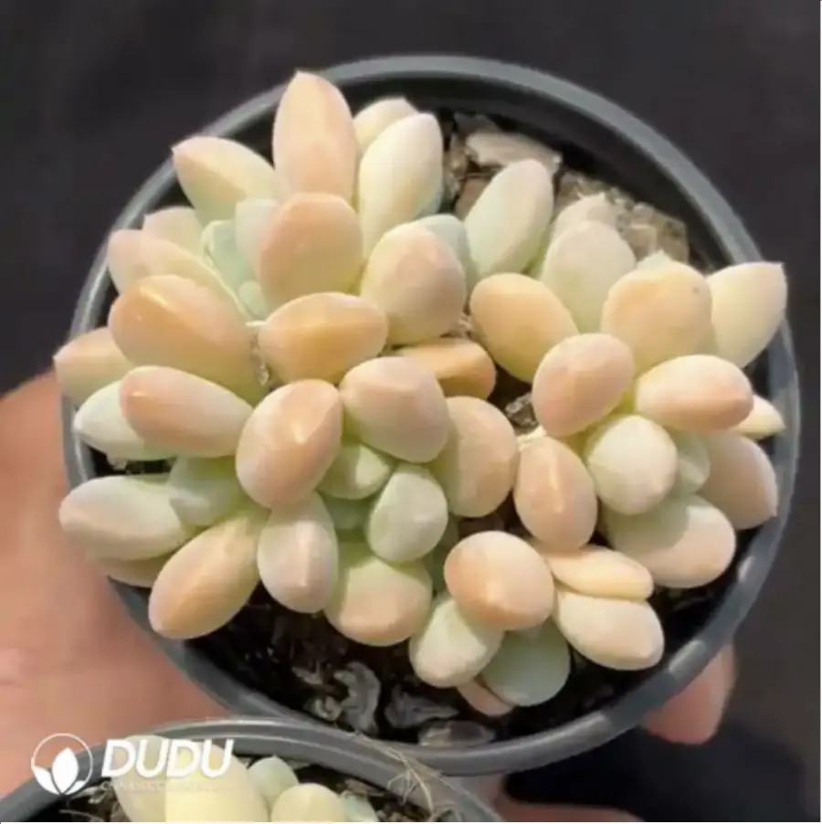 1-1918.webp Echeveria Beauty Liv Clustering - Image 1