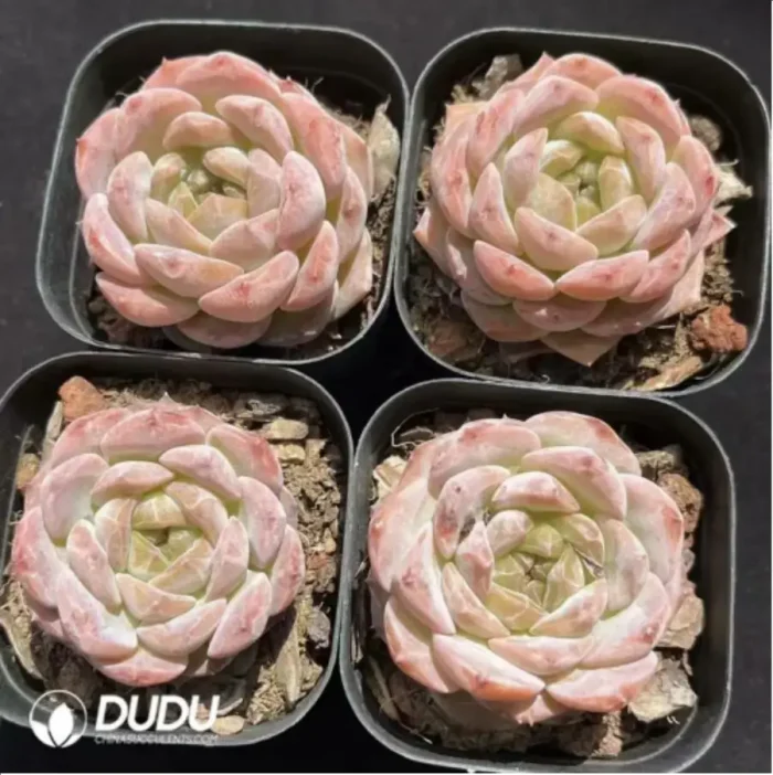 1-1921.webp Echeveria Hyalina x Orange Monroe - Image 1