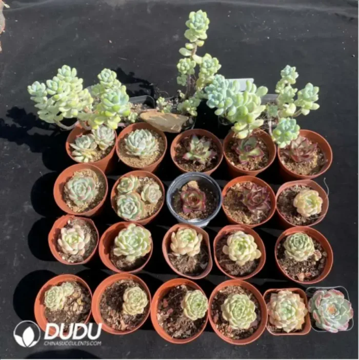 1-1929.webp DUDU Collocation-1025 - Image 1