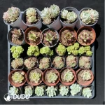 DUDU Collocation-1027