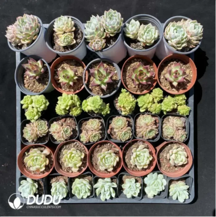 DUDU Collocation-1027 - Image 1