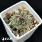 Cactus-Turbinicarpus schmiedickeanus