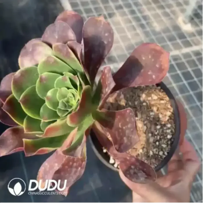 Aeonium gorgeous sun umbrella Clustering - Image 1