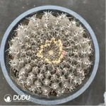 Cactus-Gymnocalycium asteriumf.nigrispina