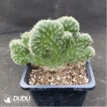 Cactus-senior general