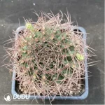 Cactus-Gymnocalycium schickendantzii