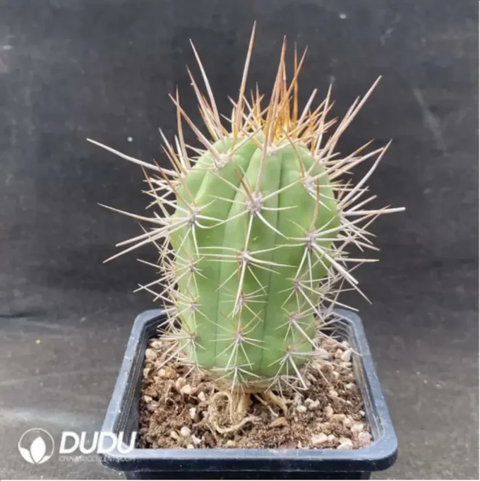 1-1944.webp Cactus Jin Jilong - Image 1