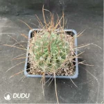 Cactus-Echinopsis ferox