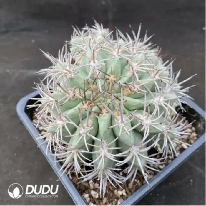 1-1946.webp Cactus neochilenia pulchella - Image 1