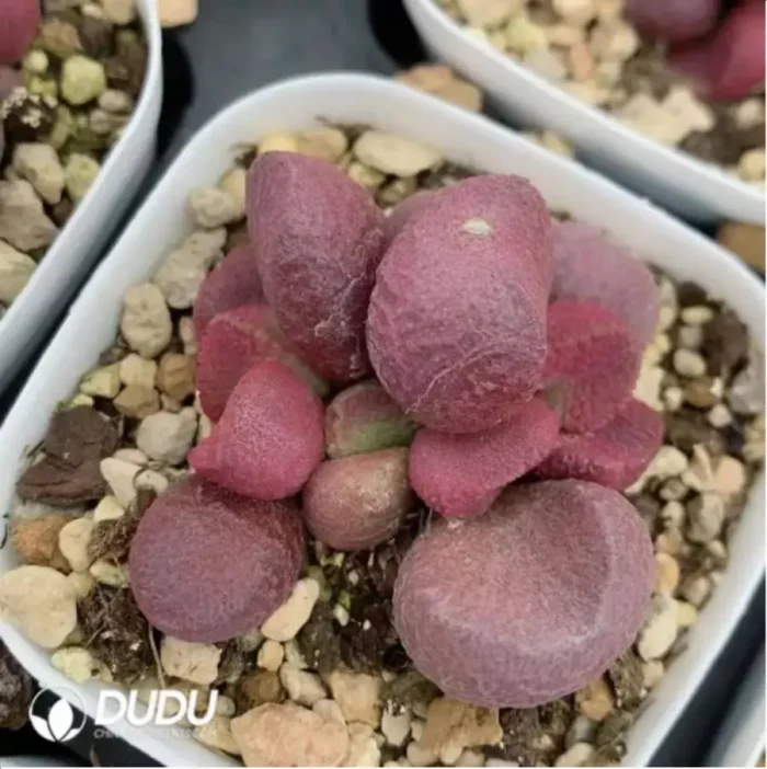 Adromischus Red-braised Pork Belly AD019S65 - Image 1