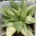 Haworthia Badia Variegated