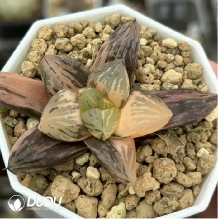 Haworthia 'Nuoyulu' Variegated - Image 1