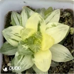 Haworthia Hanabi Variegated