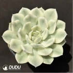 Echeveria 'Moon Fairy'variegated