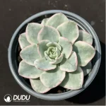 Echeveria Creamy Yellow Peach variegated