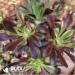 Aeonium Nine-Tailed Clustering