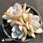 Echeveria Tea with milk Clustering