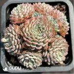 Echeveria Blue Minima Clustering