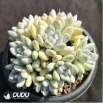 Pachyveria Perfume Clustering