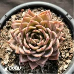 Echeveria Wine Champagne