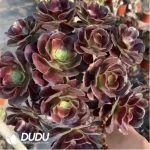 Aeonium Xiangfei (single head with side buds)