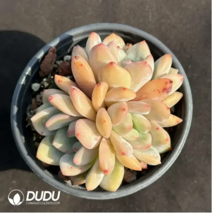 1-1981.webp Echeveria Ariel Clustering - Image 1