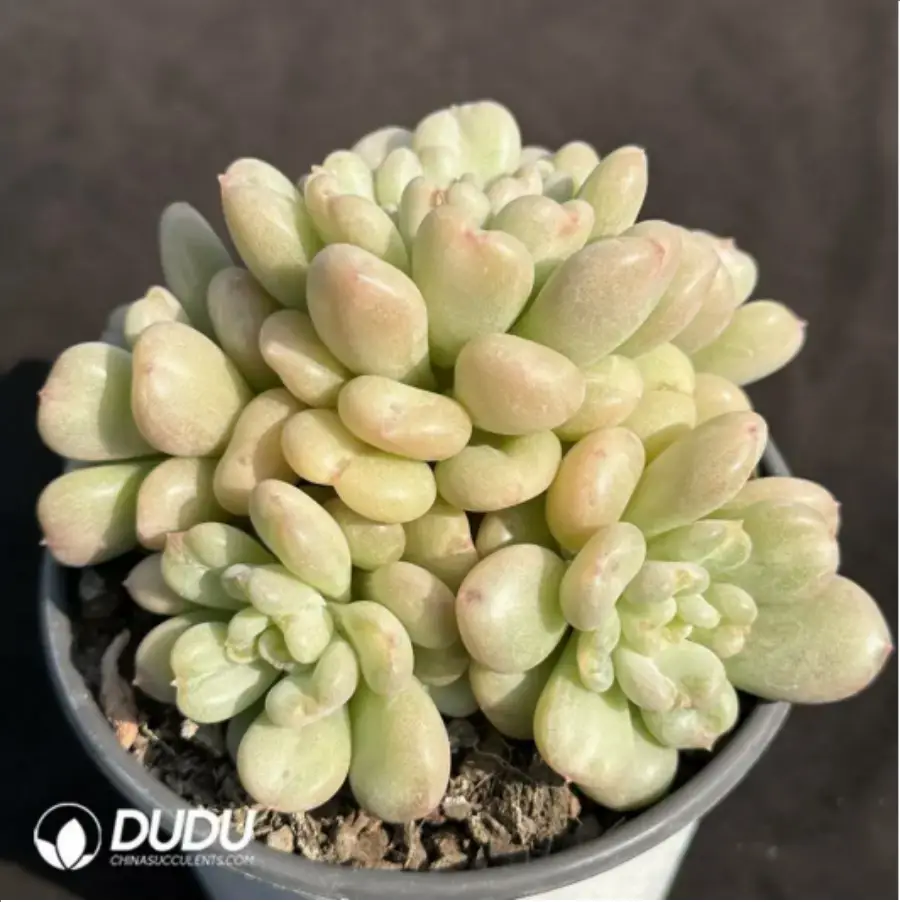 1-1983.webp Echeveria Bey Clustering - Image 1