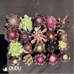 Aeoniums Random Collocation 4pcs