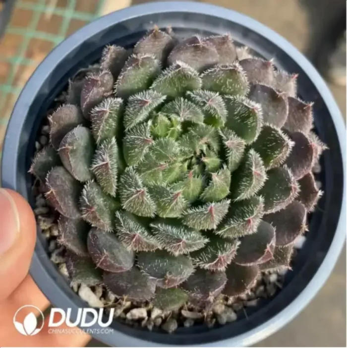 1-199.webp Echeveria Scorpio - Image 1