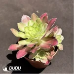 Aeonium Prime of youth Clustering
